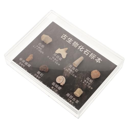 MAGICLULU Fossilien Dekorationsset Für Bildungszwecke Paläontologische Modelle Lehrmittel Für Dinosaurier Fans Sammler Kreativ Lehrreich von MAGICLULU