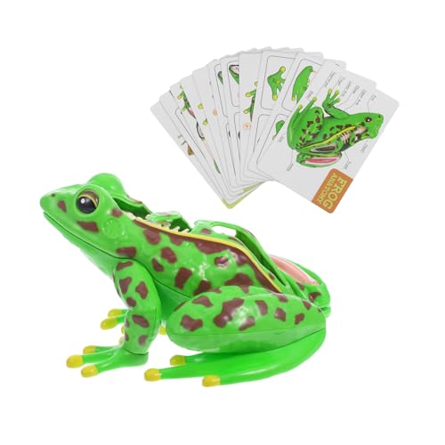 MAGICLULU Frosch-Modell Anatomie-Lehrmodell Frosch Miniatur Anatomie Frosch-Statue Anatomie-Lernhilfe Stimulationsfrosch 3D-Puzzle-Frosch Anatomie -Lehrmodell Plastik Grün MAGICLULU Frosch-Modell Anatomie-Lehrmodell Frosch Miniatur Anatomie Frosch-Statue Anatomie-Lernhilfe Stimulationsfrosch 3D-Puzzle-Frosch Anatomie -Lehrmodell Plastik Grün von MAGICLULU