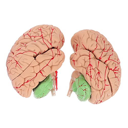 MAGICLULU Gehirnmodell Anatomisches Anatomiemodell Wissenschaftliches Menschliches Gehirnmodell Menschliches Anzeigemodell Gehirnanatomie Gehirnsystemmodell Pvc von MAGICLULU