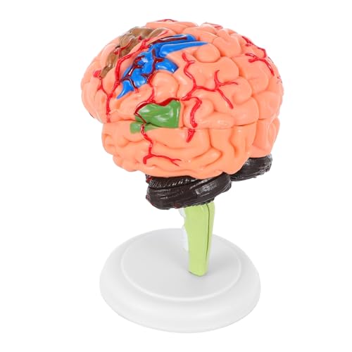 MAGICLULU Gehirnmodell Gehirnform Gehirnfigur Modell Realistisches Menschliches Menschliches Anatomisches Modell Studienanzeige Medizinisches Modell Anatomisches von MAGICLULU