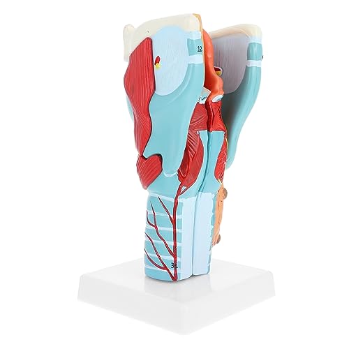 MAGICLULU Halsmodell anatomischer Apparat Modell der Halsanatomie Modell des menschlichen Halses PVC MAGICLULU Halsmodell anatomischer Apparat Modell der Halsanatomie Modell des menschlichen Halses PVC von MAGICLULU