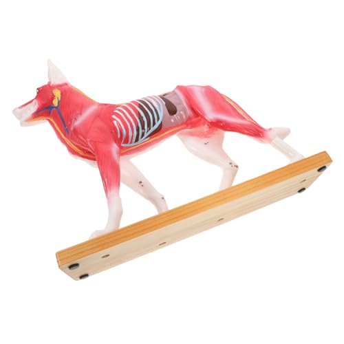 MAGICLULU Anatomisches Akupunkturmodell Für Hunde Lehr Studienwerkzeug Detailliertes Hundemodell Mit Akupunkturpunkten Material Für Tierärzte Und Studenten von MAGICLULU