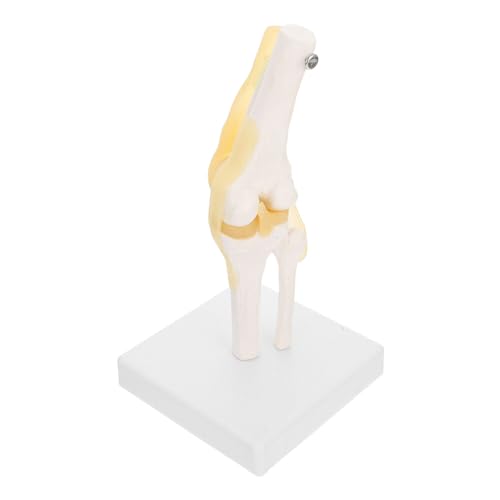MAGICLULU Kniegelenk Modell Lebensgroßes Modell mit Flexiblen Bändern für Medizinische Ausbildung zur Demonstration von Kniebewegungen Anatomischen Strukturen MAGICLULU Kniegelenk Modell Lebensgroßes Modell mit Flexiblen Bändern für Medizinische Ausbildung zur Demonstration von Kniebewegungen Anatomischen Strukturen von MAGICLULU