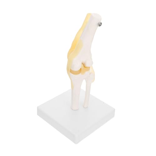 MAGICLULU Kniemodell Knie Anatomiemodell menschliches Anatomie -Modell medizinisches kniegelenkmodell Kniegelenk Anatomiemodell Menschliches Gelenkmodell kniegelenk modell Plastik MAGICLULU Kniemodell Knie Anatomiemodell menschliches Anatomie -Modell medizinisches kniegelenkmodell Kniegelenk Anatomiemodell Menschliches Gelenkmodell kniegelenk modell Plastik von MAGICLULU