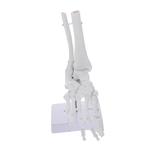 MAGICLULU Knöchelmodell Größe Menschliches Sprunggelenkmodell groß gemeinsam Skelett untere Körper Knochen Fußgelenkmodell aus Kunststoff PVC-Fußgelenkmodell Anatomisches PVC-Modell Weiß MAGICLULU Knöchelmodell Größe Menschliches Sprunggelenkmodell groß gemeinsam Skelett untere Körper Knochen Fußgelenkmodell aus Kunststoff PVC-Fußgelenkmodell Anatomisches PVC-Modell Weiß von MAGICLULU