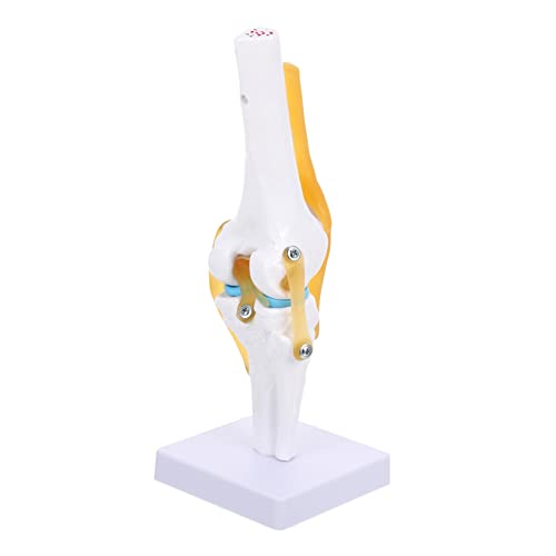 MAGICLULU Lebensgroßes Anatomisches Kniegelenkmodell mit Flexiblen Bändern Medizinisches Lehrmodell für Präzises Verständnis von Kniefunktion und Verletzungen für Ausbildung und Labor von MAGICLULU