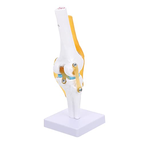 MAGICLULU Medizinische Ausbildung Funktionales Anatomisches Modell zur Veranschaulichung von Kniegelenksverletzungen Erkrankungen für Lehrzwecke Patientenaufklärung MAGICLULU Medizinische Ausbildung Funktionales Anatomisches Modell zur Veranschaulichung von Kniegelenksverletzungen Erkrankungen für Lehrzwecke Patientenaufklärung von MAGICLULU