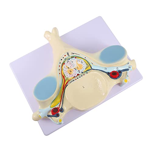 MAGICLULU Medizinisches Anatomiemodell Wirbelsäule Vergrößertes Modell Fünften Halswirbel mit Rückenmark Nerven für Unterricht die Demonstration MAGICLULU Medizinisches Anatomiemodell Wirbelsäule Vergrößertes Modell Fünften Halswirbel mit Rückenmark Nerven für Unterricht die Demonstration von MAGICLULU