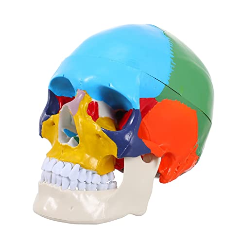 MAGICLULU Medizinisches Schädelmodell Aus Hochwertigem Material Anatomisches Schädel Kopfmodell Für Unterricht Lebensgroße Bunte Darstellung Für Medizinische von MAGICLULU