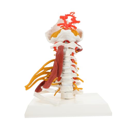 MAGICLULU Medizinisches Zervix Wirbelsäulenmodell aus Anatomisches Lehrmodell für Patientenaufklärung Medizinische Ausbildung für Studenten Fachkräfte von MAGICLULU