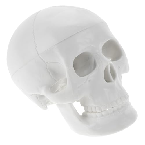 MAGICLULU Mini Kopf Modell Anatomisches Schädel Modell für Halloween Dekoration Lehrmittel und Zeichnen Robustes Material Realistische Details für Unterricht und Deko von MAGICLULU