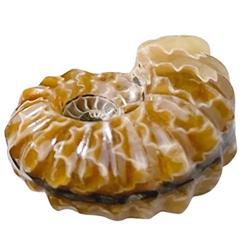 MAGICLULU Muschelförmige Kristalldekoration Aus Natürlichem Stein Für Tischdeko Als Zu Besonderen Anlässen Sammler Foto Requisiten MAGICLULU Muschelförmige Kristalldekoration Aus Natürlichem Stein Für Tischdeko Als Zu Besonderen Anlässen Sammler Foto Requisiten von MAGICLULU