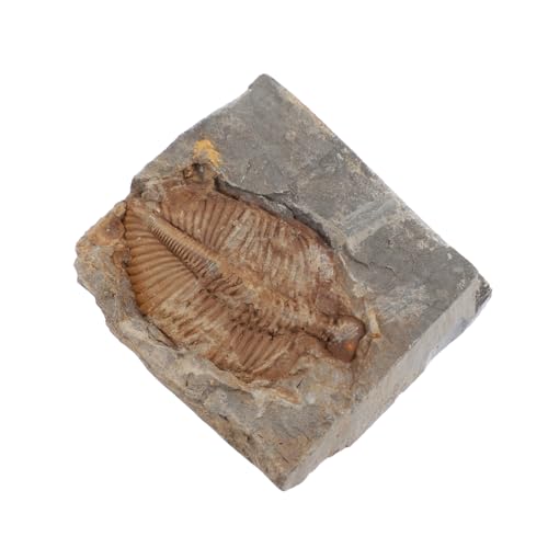 MAGICLULU Naturbelassener Trilobitenstein für Bildungszwecke Authentisches zur Einführung die Paläontologie für Schüler und Detailreich von MAGICLULU