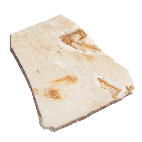 MAGICLULU Paläontologisches Fischfossil Simulation Modell Klassenzimmer Lehrmittel Tischdekoration für Schüler und Wissenschaftliche Sammler von MAGICLULU