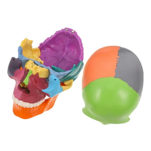 MAGICLULU Schädelmodell Gehirnmodell Anatomie Schädel Requisite Anatomiefigur Anatomie Und Physiologie Lernhilfen Schädel Für Anatomiestudenten Schädelkopf Für Anatomie von MAGICLULU