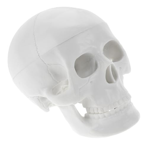 MAGICLULU Schädelmodell Halloween Knochen Skelett Party Mini Ornament Anatomisch Klein Drinnen Winzig Gothic Realistischer Schädel Künstliche Schädelverzierung Weiß Pvc MAGICLULU Schädelmodell Halloween Knochen Skelett Party Mini Ornament Anatomisch Klein Drinnen Winzig Gothic Realistischer Schädel Künstliche Schädelverzierung Weiß Pvc von MAGICLULU