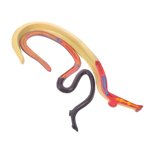 MAGICLULU Schistosoma Anatomisches Modell Lehrmittel zur Biologischen Ausbildung im Klassenzimmer Detailliert Präzise Abnehmbar für Anschauliche Demonstrationen Langanhaltend im Gebrauch von MAGICLULU