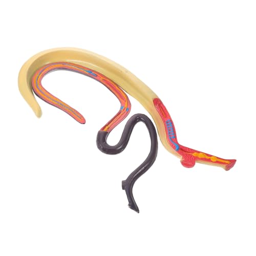 MAGICLULU Schistosomie Model Teaching Aid Lehrhilfe Modell für die Biologie Bildungsmodell tierische kognitive Stütze Schistosoma-Modell Tieranatomisches Modell Plastik MAGICLULU Schistosomie Model Teaching Aid Lehrhilfe Modell für die Biologie Bildungsmodell tierische kognitive Stütze Schistosoma-Modell Tieranatomisches Modell Plastik von MAGICLULU
