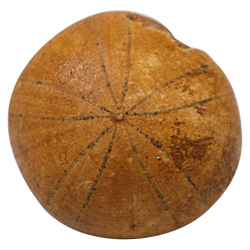 MAGICLULU Seaigel Präparat Pädagogisches Dekorationsobjekt Sicheres Paläontologie modell für Unterricht und Sammlungen Naturgetreues Meerestier exemplar Lehrmittel von MAGICLULU