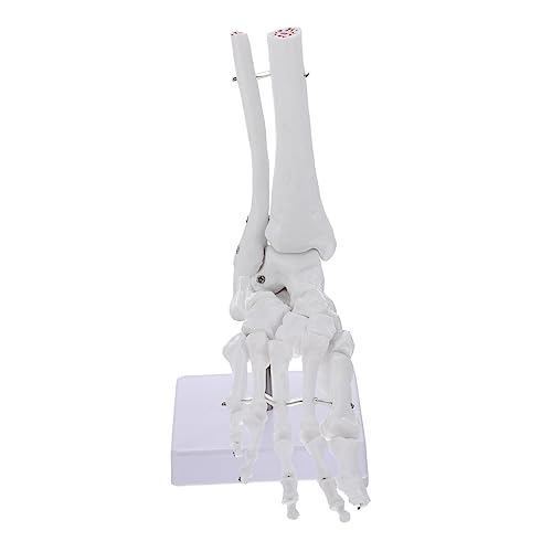 MAGICLULU Sprunggelenk Skelett Für Medizinische Lehrzwecke Standfuß Zur Einfachen Montage MAGICLULU Sprunggelenk Skelett Für Medizinische Lehrzwecke Standfuß Zur Einfachen Montage von MAGICLULU