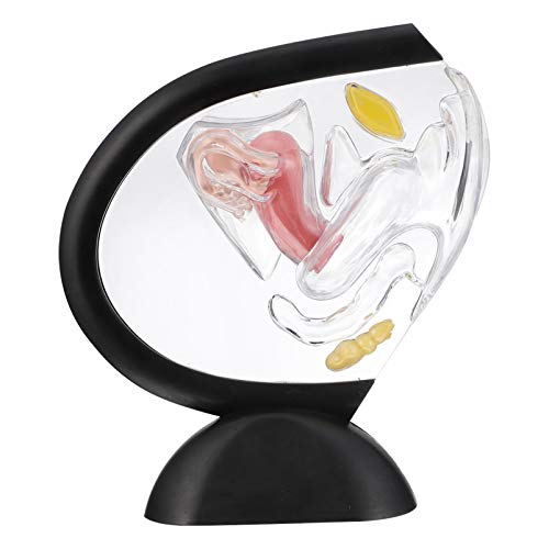 MAGICLULU Transparente Gebärmutter Modell Aus Unzerbrechlichem Anatomisches Modell Für Weibliche Fortpflanzungssystem Für Medizinische Schulungen Patientenbildung MAGICLULU Transparente Gebärmutter Modell Aus Unzerbrechlichem Anatomisches Modell Für Weibliche Fortpflanzungssystem Für Medizinische Schulungen Patientenbildung von MAGICLULU
