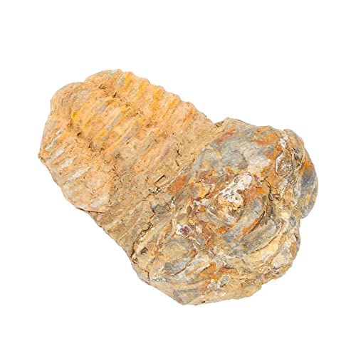 MAGICLULU Trilobiten- Trilobiten-Schwanzschmuck Trilobit-Probe Trilobiten-Modell Trilobiten-Exemplar Trilobitfigur Dekorationsstudent Unterricht Stein von MAGICLULU