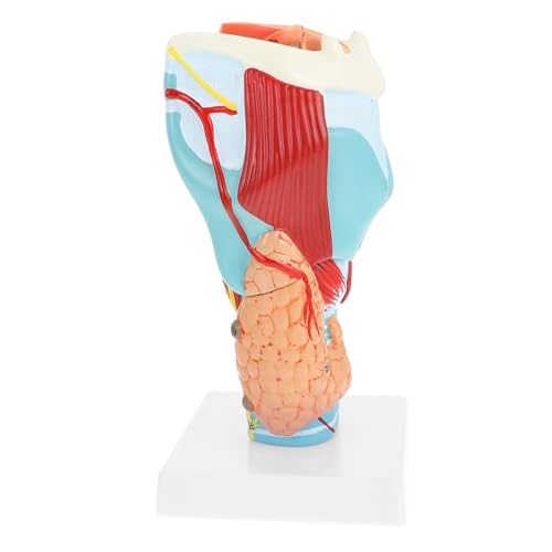 MAGICLULU Vergrößertes Kehlkopfmodell aus Anatomisches Lehrmittel für und Krankenhäuser zur Darstellung Menschlichen Halsstrukturen von MAGICLULU