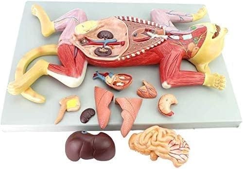 Anatomisches Katzenskelett-Modellbausatz – Haustierorganmodell im Maßstab 1:1 for die tierärztliche Ausbildung und Schulung Anatomisches Katzenskelett-Modellbausatz – Haustierorganmodell im Maßstab 1:1 for die tierärztliche Ausbildung und Schulung von MAPFei