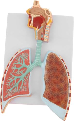Anatomisches Modell des menschlichen Atmungssystems – detailliertes PVC-Modell for Lehren und Lernen der Anatomie, 36 x 20 cm Anatomisches Modell des menschlichen Atmungssystems – detailliertes PVC-Modell for Lehren und Lernen der Anatomie, 36 x 20 cm von MAPFei