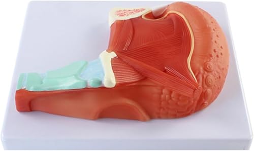 Anatomisches Modell des menschlichen Zungenmuskels – Demonstration des Zungenmuskels for die medizinische Ausbildung und Patientenkommunikation von MAPFei