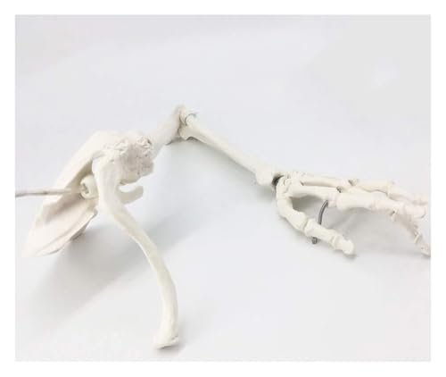 Lebensgroßes menschliches Armskelettmodell for Anwendungen im Gesundheitswesen – for Unterricht und Demonstration von MAPFei