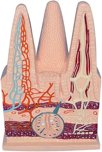 Modell der Zotten des Dünndarms des menschlichen Verdauungssystems – anatomisches Lehrmittel for das Studium und die Lehre im Gesundheitswesen Modell der Zotten des Dünndarms des menschlichen Verdauungssystems – anatomisches Lehrmittel for das Studium und die Lehre im Gesundheitswesen von MAPFei