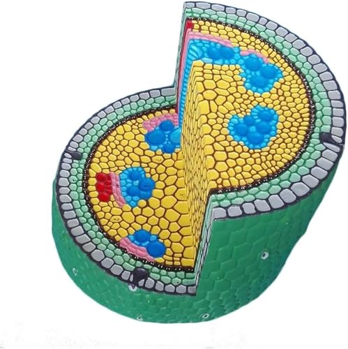 Zweikeimblättriges Stammmodell – Lehrmittel zur Anatomie von Pflanzenzellen for den Einsatz im Gesundheitswesen und den naturwissenschaftlichen Unterricht Zweikeimblättriges Stammmodell – Lehrmittel zur Anatomie von Pflanzenzellen for den Einsatz im Gesundheitswesen und den naturwissenschaftlichen Unterricht von MAPFei