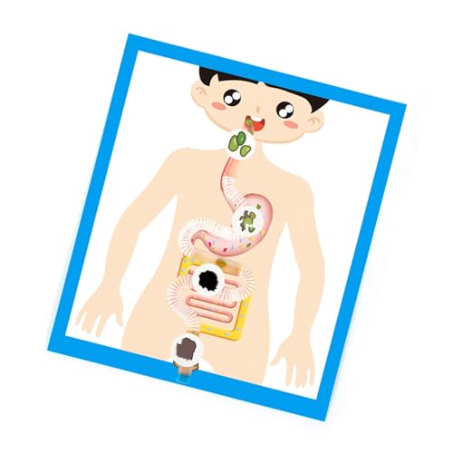 Interaktives Verdauungsorgan, Anatomie-Modell, Verdauungsorgan, Anatomie, Poster, Lehrwerkzeug für Kinder, Schüler ab 6 Jahren von MARCBUSE