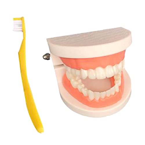 Zähne Modell Zähneputzen Bildung Lehrmittel Spielzeug für Kinder Kinder von MERIGLARE