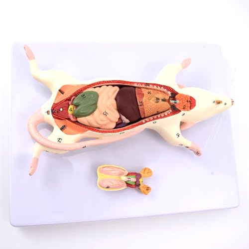 Menschlicher Anatomiewürfel, anatomisch medizinisches Modell, Schädelmodell, Skelett-Anatomiemodell, Ratten-Anatomiemodell, weiße Maus, innere Organstruktur, Anatomie, Biologie, Lehre, experimentelle Menschlicher Anatomiewürfel, anatomisch medizinisches Modell, Schädelmodell, Skelett-Anatomiemodell, Ratten-Anatomiemodell, weiße Maus, innere Organstruktur, Anatomie, Biologie, Lehre, experimentelle von MGMGM