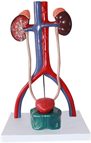 Würfel for menschliche Anatomie, anatomisch medizinisches Modell, Schädelmodell, Skelett-Anatomiemodell, Modell des Harnsystems, Modell des Urogenitalsystems, anatomisches Modell des Harnsystems, Anat Würfel for menschliche Anatomie, anatomisch medizinisches Modell, Schädelmodell, Skelett-Anatomiemodell, Modell des Harnsystems, Modell des Urogenitalsystems, anatomisches Modell des Harnsystems, Anat von MGMGM