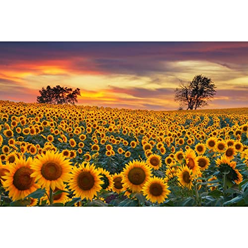 MISITU Puzzle 1000 Teile Sonnenblume Puzzle für Erwachsene MISITU Puzzle 1000 Teile Sonnenblume Puzzle für Erwachsene von MISITU
