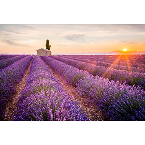MISITU Puzzle 1000 Teile für Erwachsene - Lavendel - Puzzle 1000 für Kinder ab 14 Jahren MISITU Puzzle 1000 Teile für Erwachsene - Lavendel - Puzzle 1000 für Kinder ab 14 Jahren von MISITU
