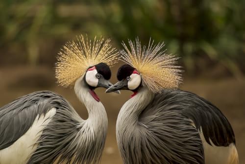 Zwei Vögel am Ufer – 1000-teiliges Holzpuzzle – perfekt für Osterparty-Geschenke von MMACPUZZLE
