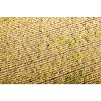MODEL SCENE 30F403 Wiesenmatte Stoppelfeld, AGRO line MODEL SCENE 30F403 Wiesenmatte Stoppelfeld, AGRO line von MODEL SCENE