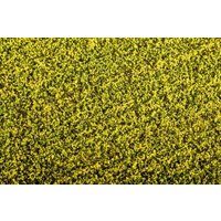 MODEL SCENE 30F450 Wiesenmatte Rapsfeld, AGRO line MODEL SCENE 30F450 Wiesenmatte Rapsfeld, AGRO line von MODEL SCENE
