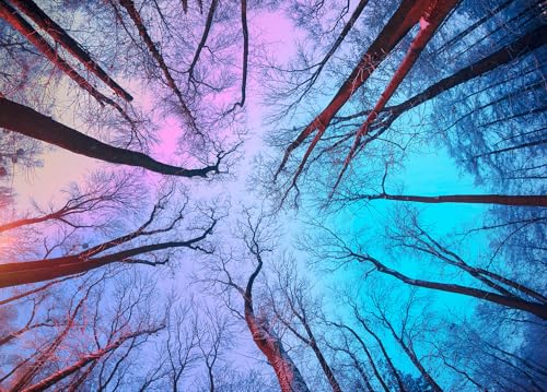 Puzzle 1000 Teile,Puzzle Erwachsene, EIN Herausforderndes Rätsel,Puzzlespiele für Die Ganze Familie,Geschenke für Frauen,Geschenke für Männer,Thema:Himmel unter Zweigen von MOJIGE