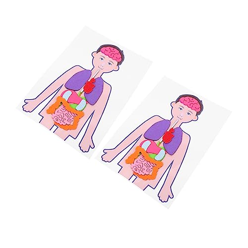 MOLUCKFU Spielzeug Für Jungen Und Mädchen Mit Menschlichen Organen 2er-Pack Lernspielzeug Lehrset Für Den Menschlichen Körper Kognitives Spielzeug von MOLUCKFU