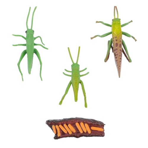 MOLUCKFU Lebenszyklus Modellset Insekten mit Wachstumsphasen Realistische Grillen Figuren Pädagogisch Detailgetreu Handbemalt für Lernspielzeug und Party Dekoration von MOLUCKFU