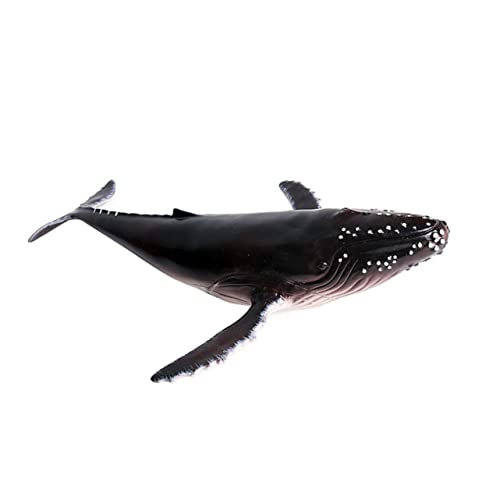 MOLUCKFU Realistisches Walmodell aus Hochwertigem Kunststoff Lebensechte Meerestierfigur Dekoratives Sammlerstück und Pädagogisches Geeignet für Zuhause Büro und Humpback Whale Stil MOLUCKFU Realistisches Walmodell aus Hochwertigem Kunststoff Lebensechte Meerestierfigur Dekoratives Sammlerstück und Pädagogisches Geeignet für Zuhause Büro und Humpback Whale Stil von MOLUCKFU