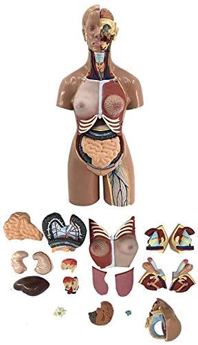 55 cm Torso-Modell, menschlicher Körper, Anatomie, anatomische Modelle, Zusammenbau, Ärzte, interne Modelle für pädagogische Ressourcen, Schule, 19-teilig, Modell medizinisch zusammengebaut von MOLVUS