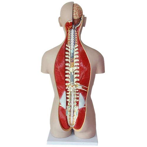 Anatomie-Modell, Montagemodell, menschliches Torso-Modell, 85 cm, amphoterisches menschliches Torso-Skelett, Anatomie, innere Organe, Modelle für Lehrmittel, mit abnehmbaren Organen, 27 Teile für die von MOLVUS