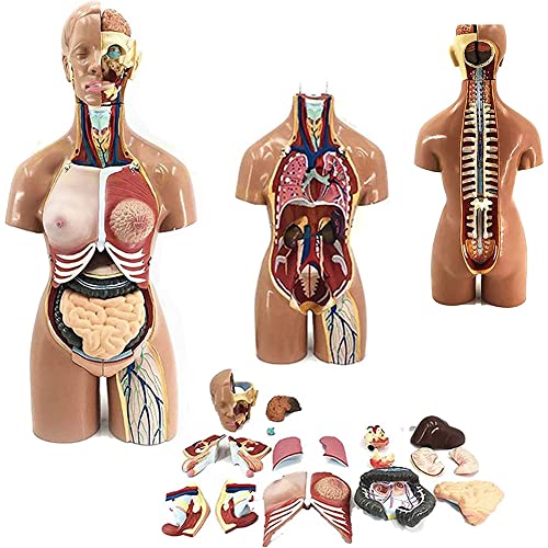 Anatomie-Modell, menschliches Torso-Modell, medizinische Anatomie, pädagogisches Lehrwerkzeug, abnehmbar, 19 Teile, 55 cm menschlicher Körper, anatomisches Modell, innere Organe, Kopfanatomie, von MOLVUS