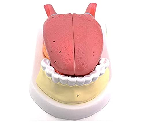 Anatomiemodell für Zungenzähne, Zungenfellstruktur, Zungenklinik-Lehrmodell, anatomisches Modell, Standard-Demonstrations-Lehrmodell von MOLVUS